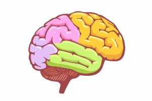 Développement du cerveau chez un enfant en pleine croissance